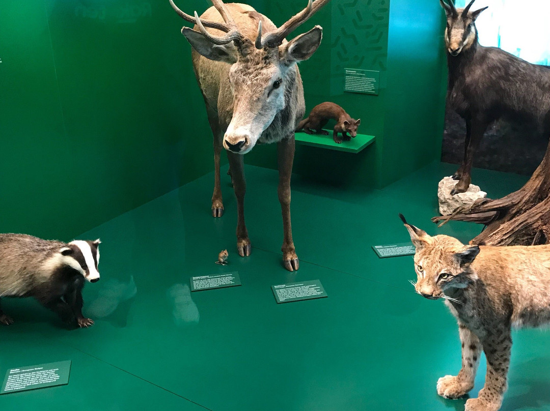 Naturmuseum Solothurn-Soleure必去景点