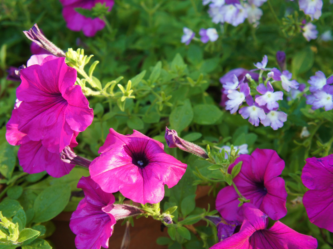 The Elm City Carriage Barn Bed & Breakfast主图