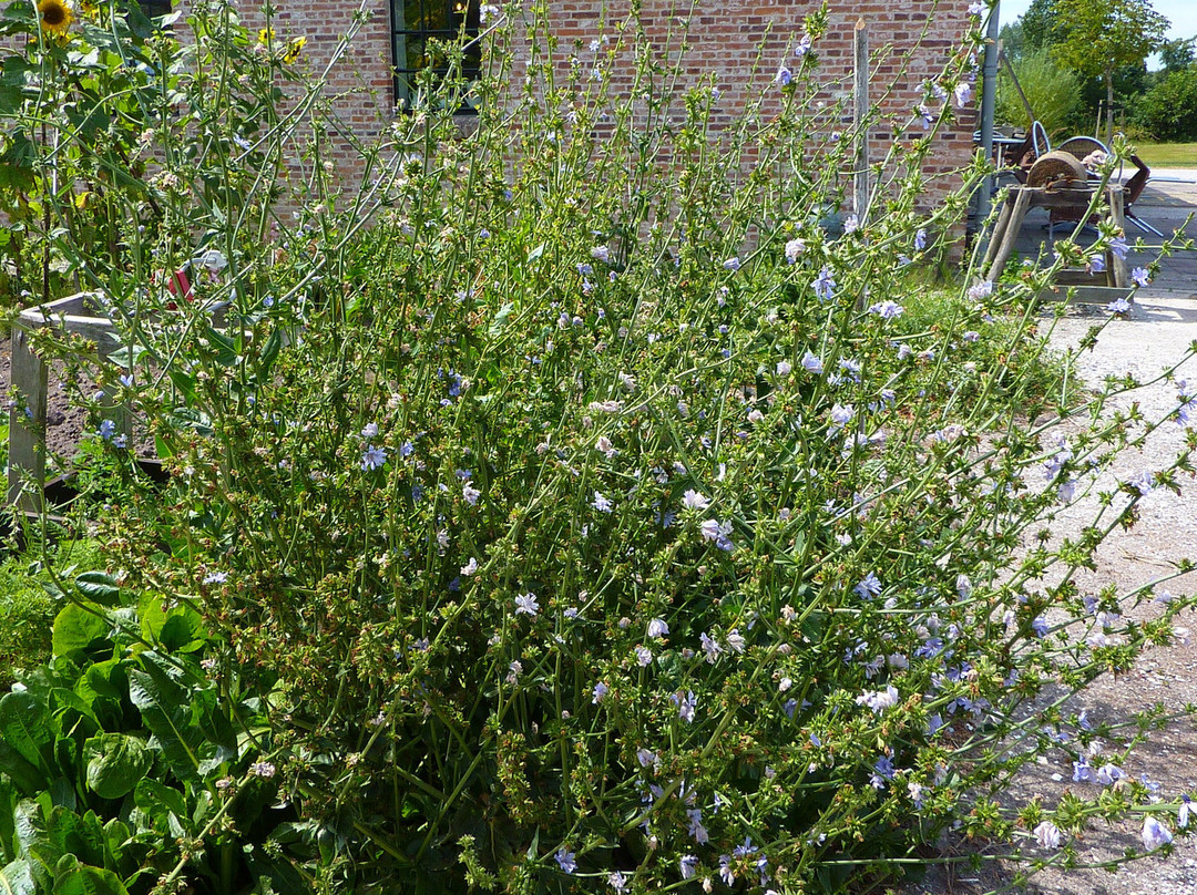 De Sûkerei-Damwald必去景点