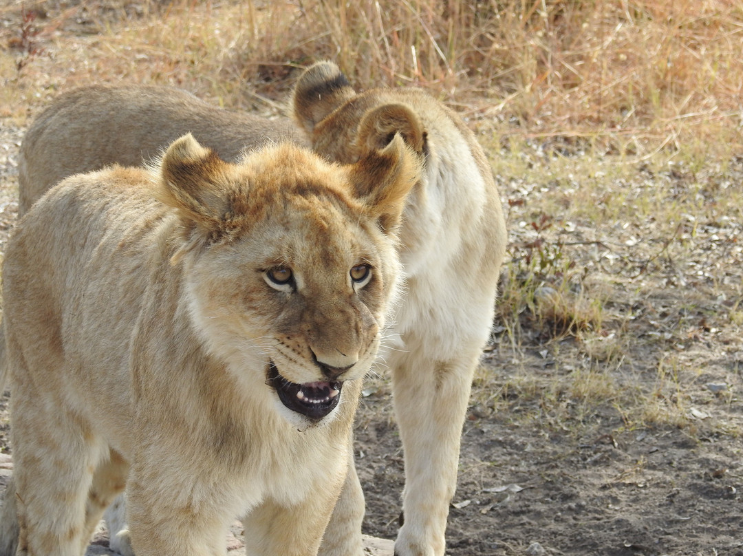 Kudu's Rus Game Lodge and Predator Park景点图片