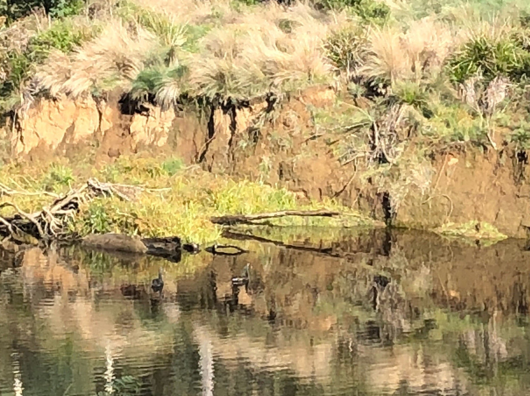 Warrawee Forest Reserve景点图片