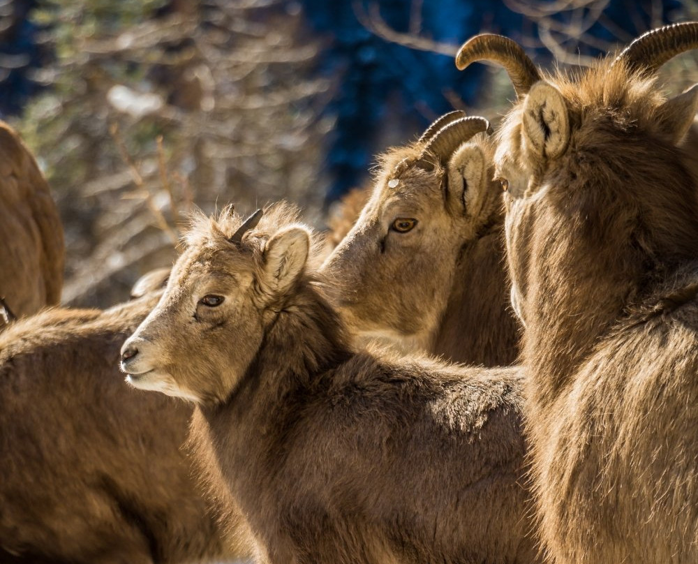 Creston Valley Visitor Centre-Creston必去景点
