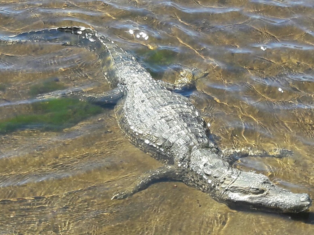 Paracumbuca旅游攻略图片