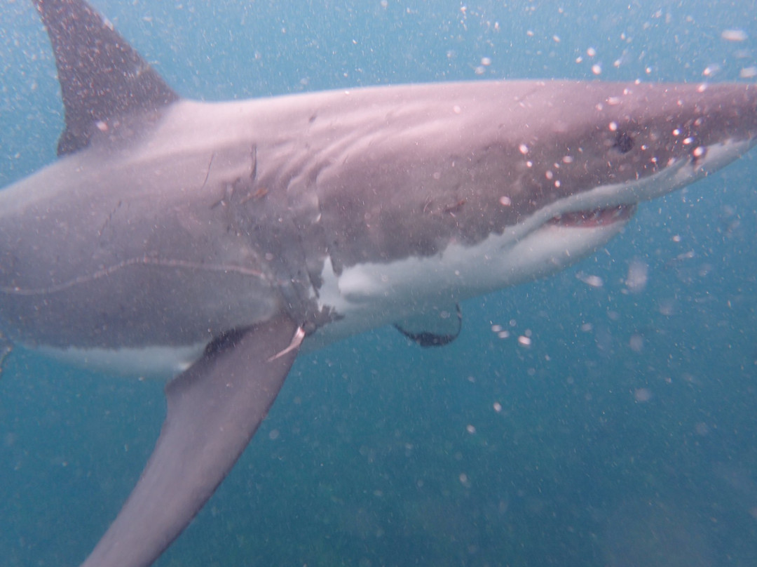 Shark Dive New Zealand-布拉夫必去景点