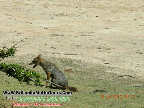 Muthu Sri Lanka Tours景点图片