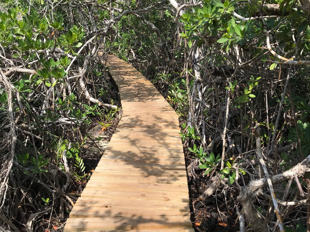 Mangrove-弗里波特必去景点
