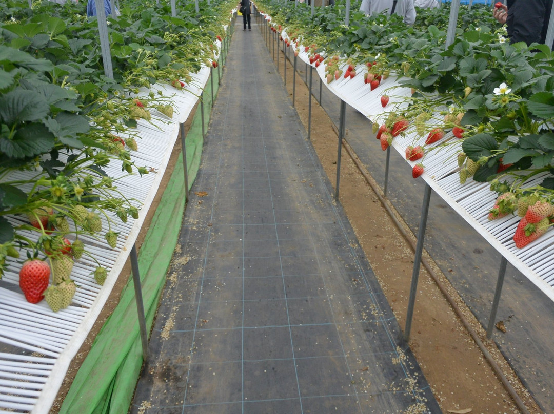 Kinokuni Farm-御坊市必去景点