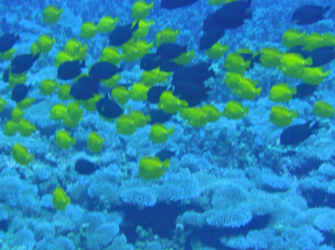 Scuba Diving in Saipan CLMC Artha-加拉班必去景点