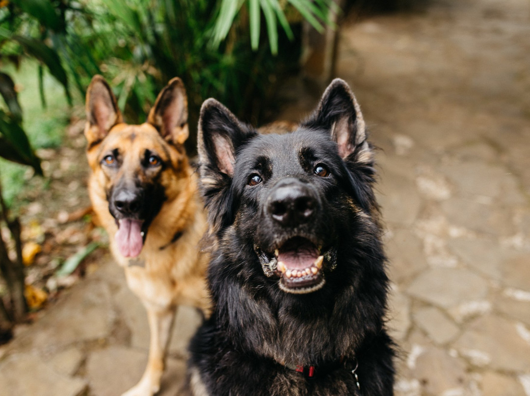 Pura Vida Hotel主图