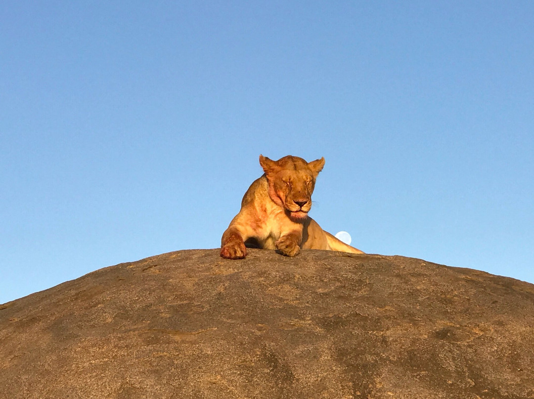 Mighty Safari-阿鲁沙必去景点