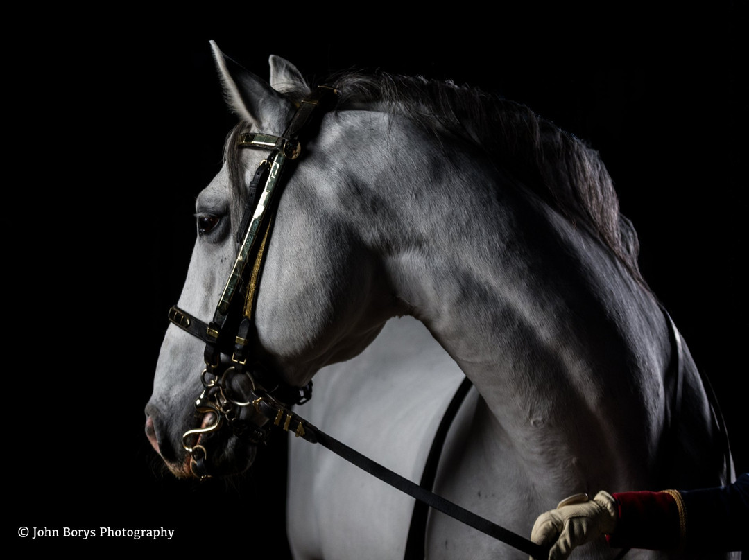 The Tempel Lipizzans-Old Mill Creek必去景点