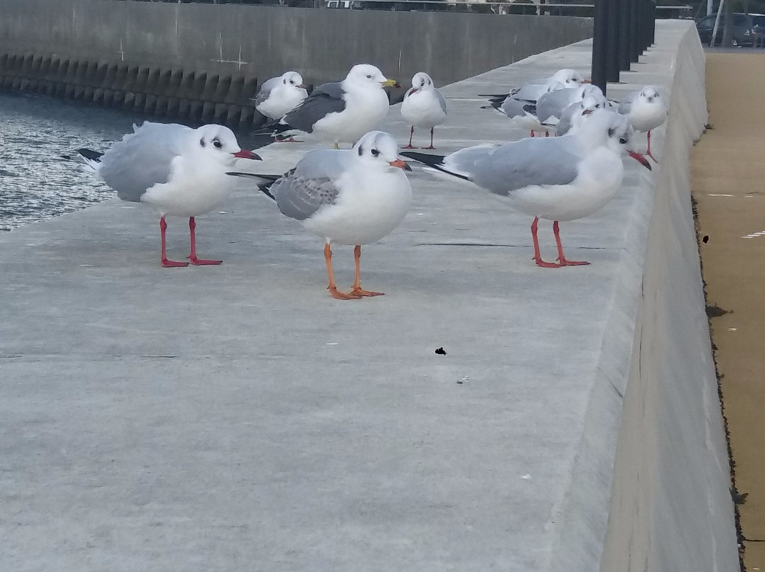 Seagull Promenade景点图片