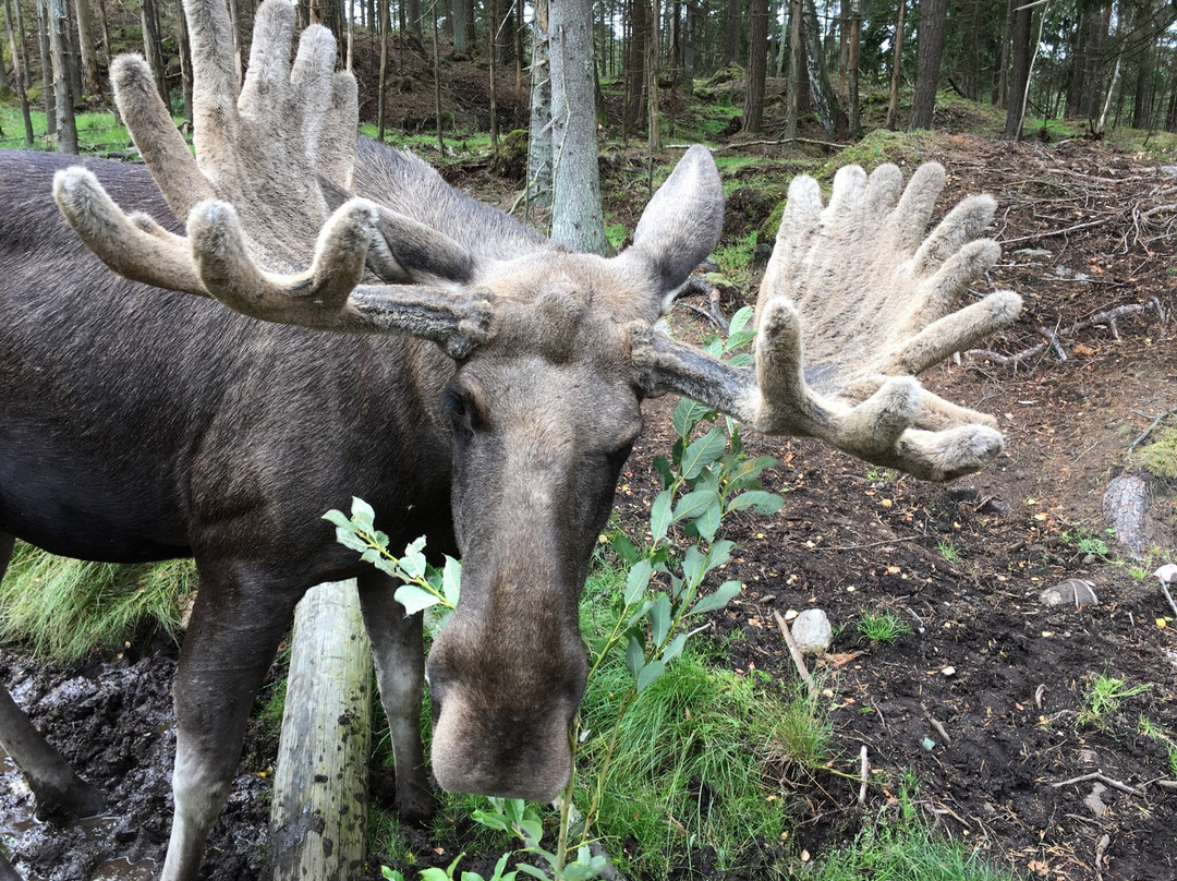 Moose af Anneröd-Uddevalla必去景点