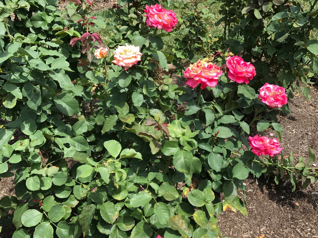 Bon Air Park-阿灵顿必去景点