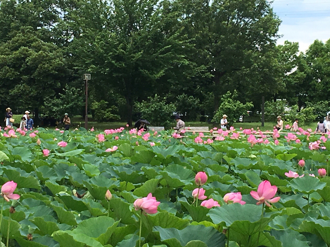 Kodai Hasunosato-行田市必去景点