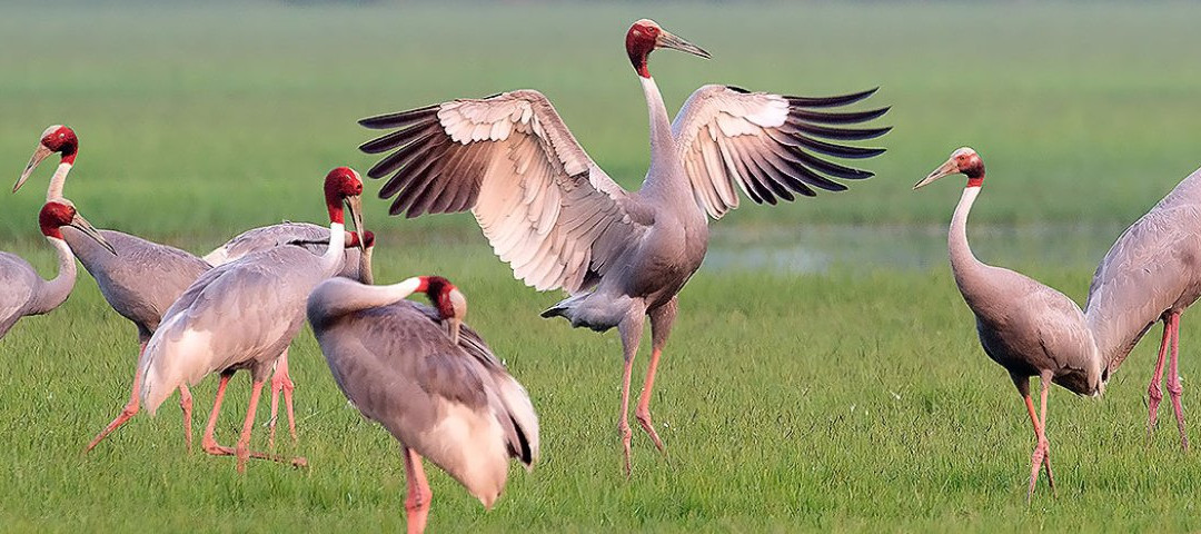 Punjab Duck Tours-阿姆利则必去景点