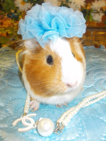 Domik v Derevne-Murmashi必去景点