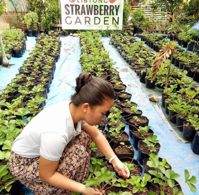 Libtong Strawberry Garden-Naval必去景点