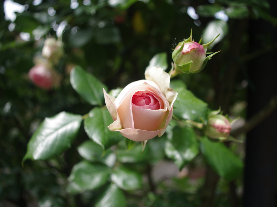 Il  Roseto景点图片