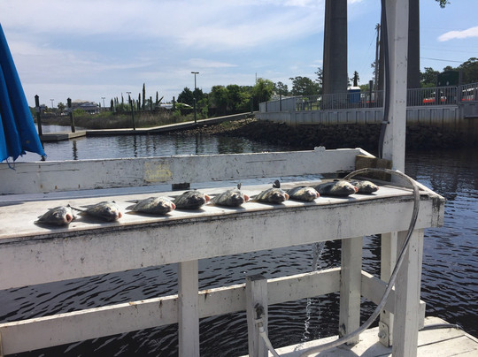 Tailn' Tides Charters-美特尔海滩必去景点