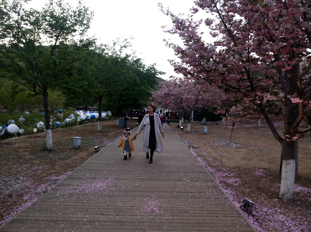 旅顺龙王塘樱花园-大连市必去景点