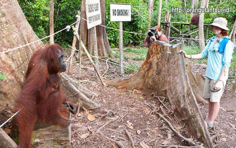 Orangutantour-Kumai必去景点