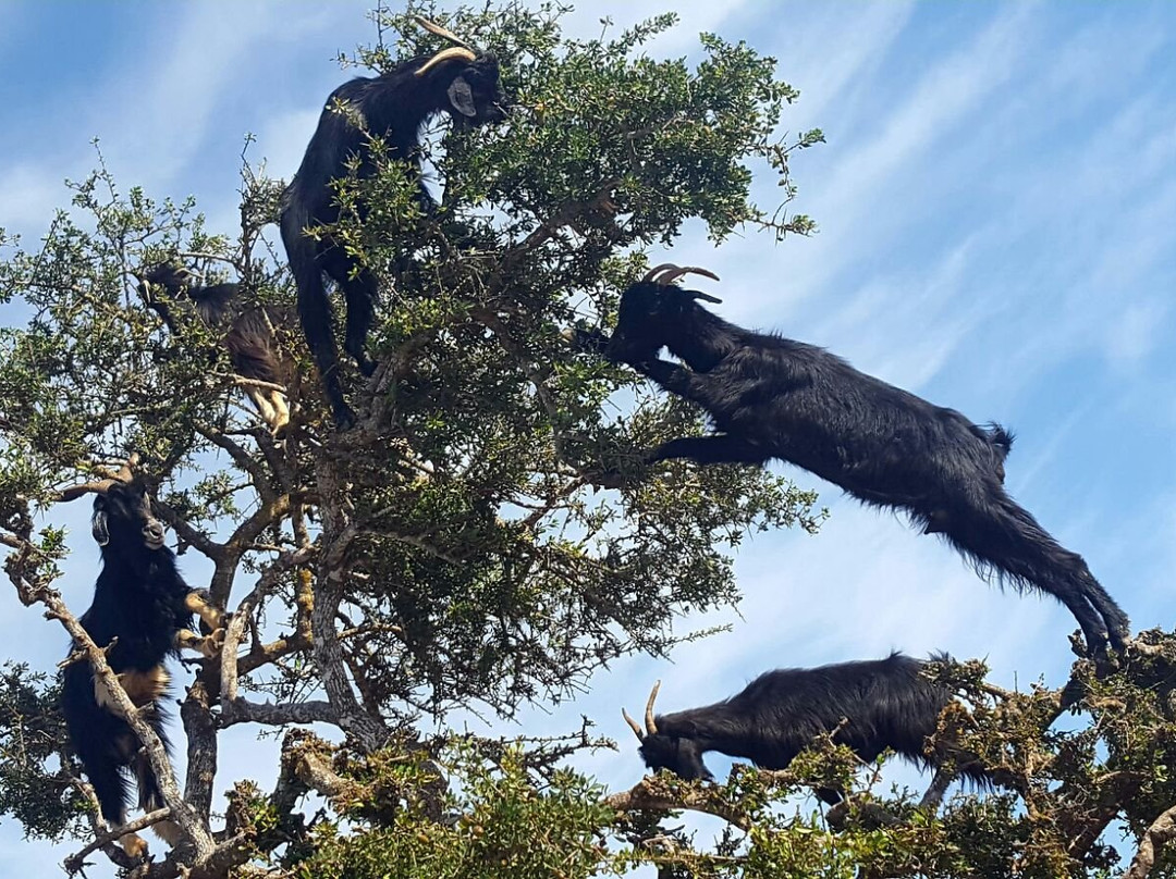 Morocco Today Travel-卡萨布兰卡必去景点