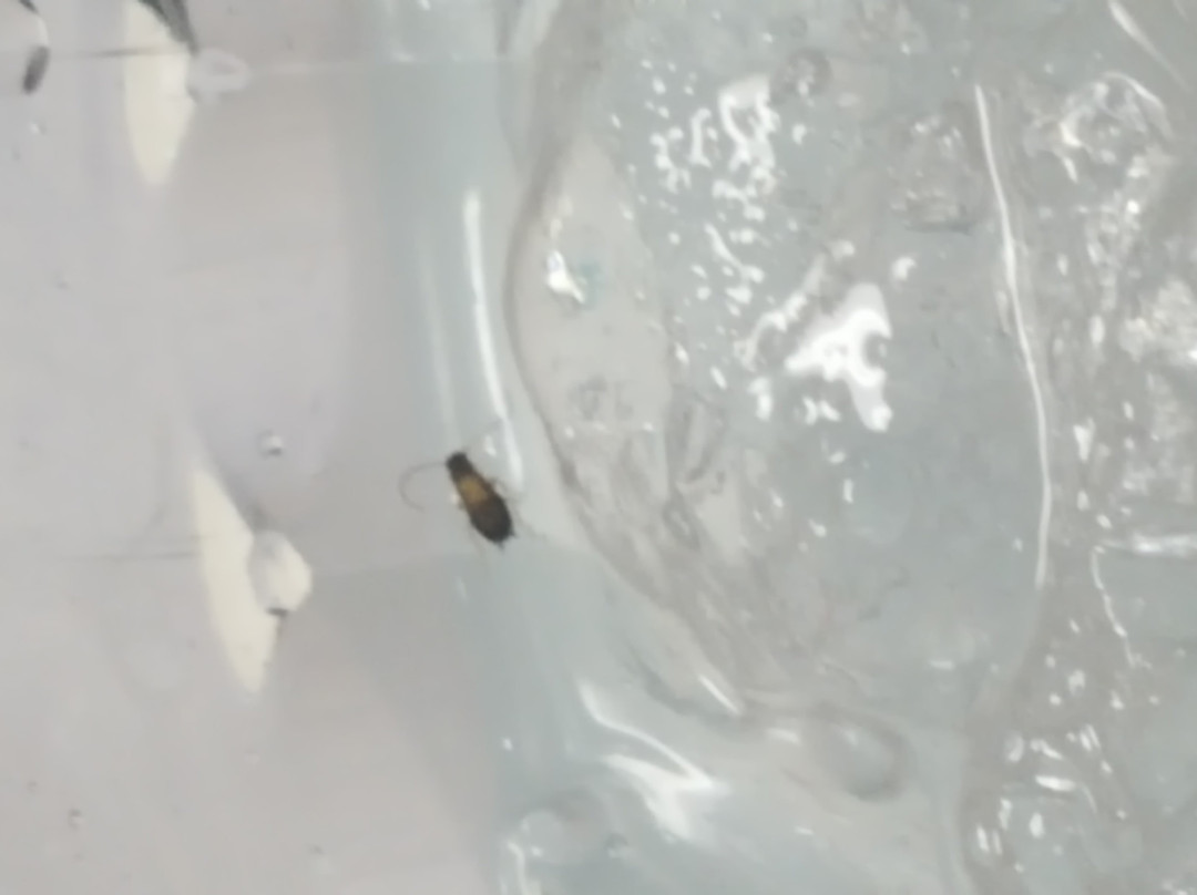 Kate's Skating Rink Indian Trail-Indian Trail必去景点