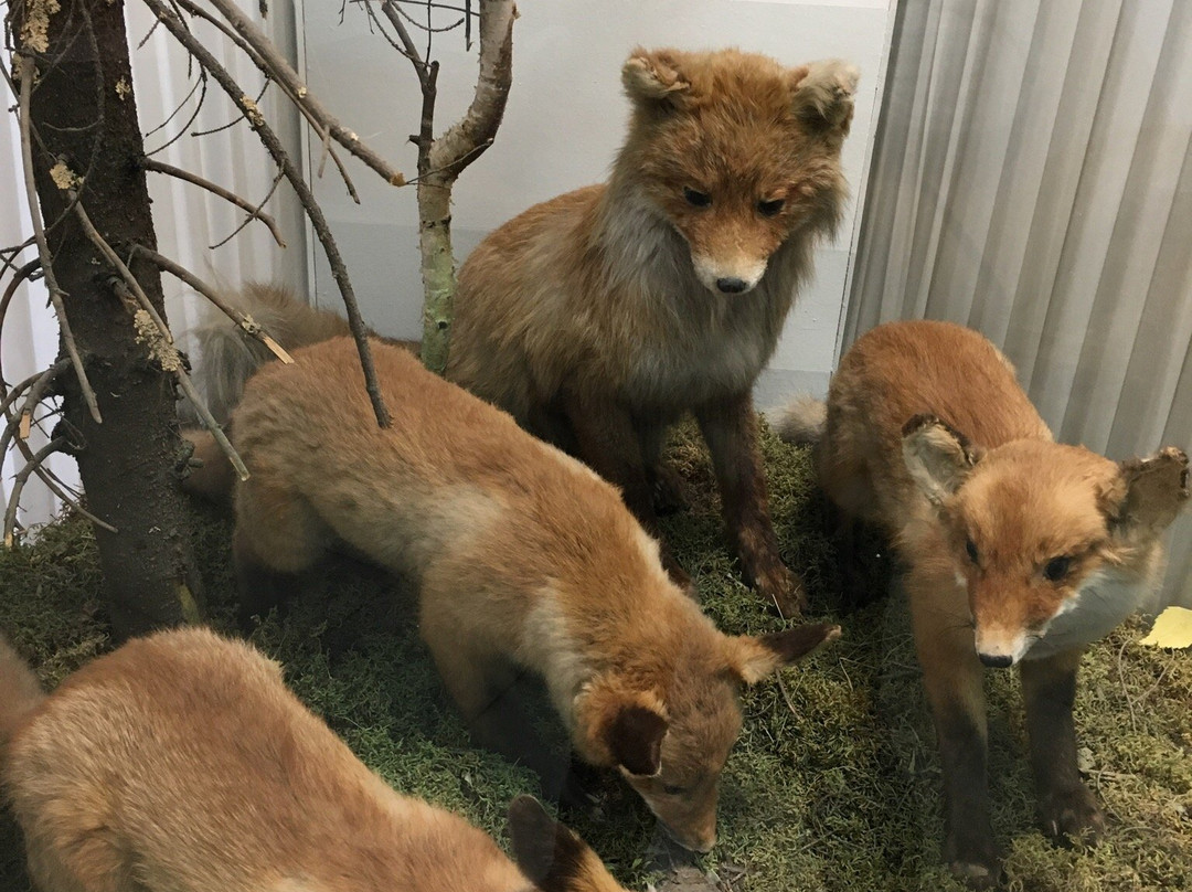 Komi-Permyak Local Lore Museum-Kudymkar必去景点