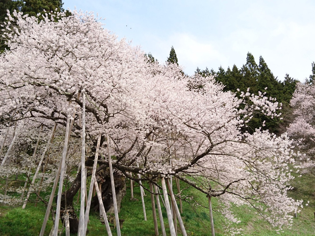 Garyu Park (Garyu Sakura)-高山市必去景点