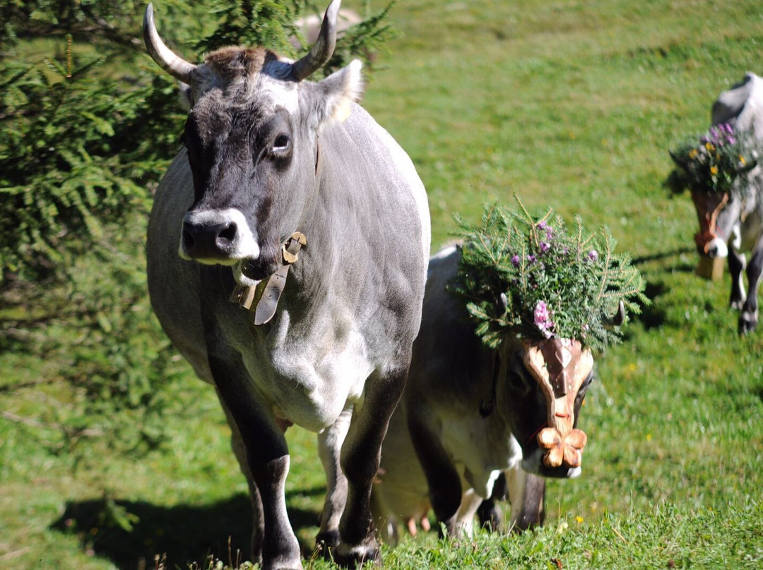 Agritur Centro Equitazione Alpina Val di Sole景点图片