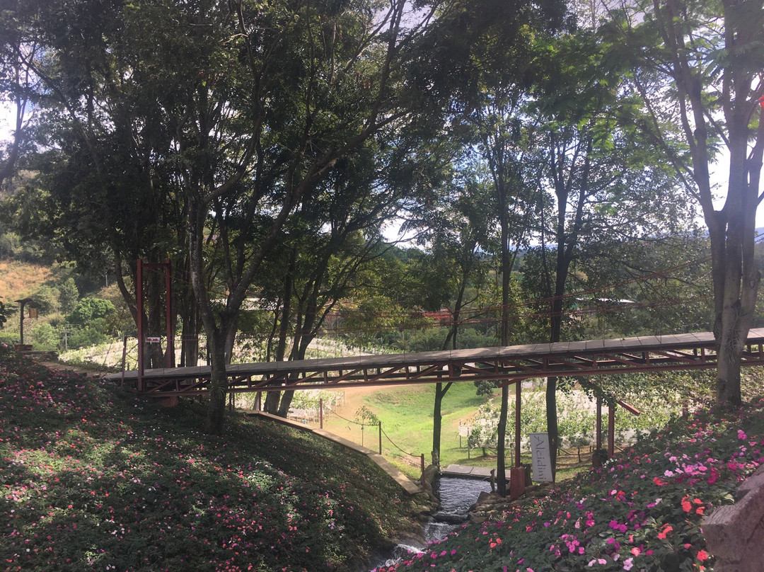 Alcidini Winery景点图片