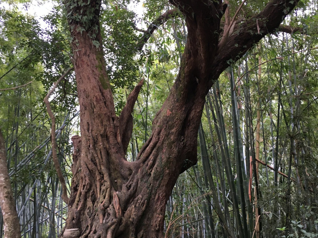 苏家围客家乡村-东源县必去景点