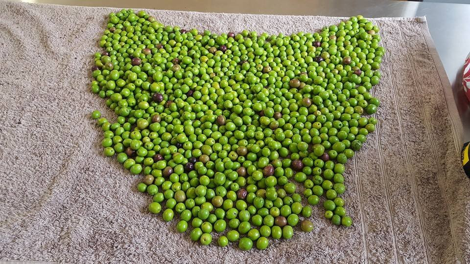 Port Sorell餐馆和美食-Wattle Hill Olives