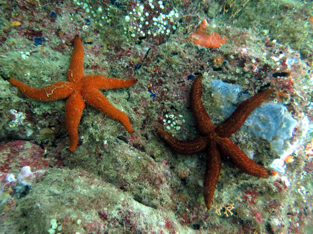 Diving Club Peoples景点图片