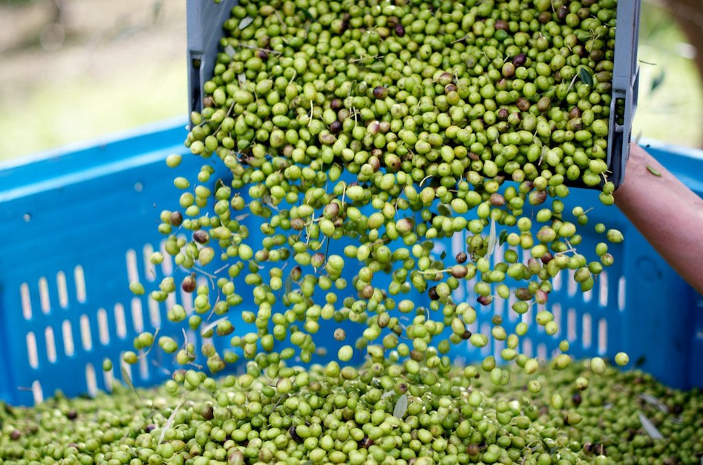 Mahurangi Olives-瓦卡沃夫必去景点