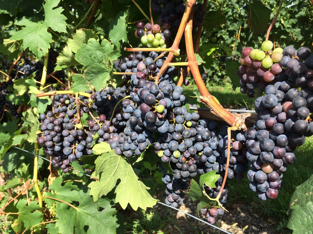 Contessa Wine Cellars Tasting Room-Coloma必去景点