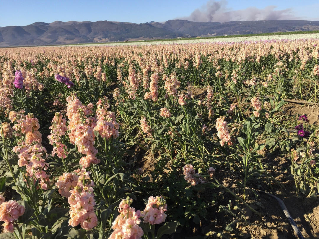 Lompoc Valley Historical Society-隆波克必去景点