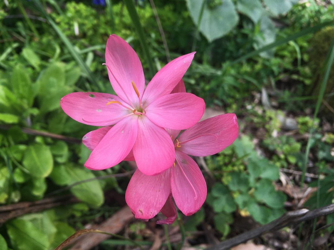 George Tindale Memorial Gardens-希尔布鲁克必去景点