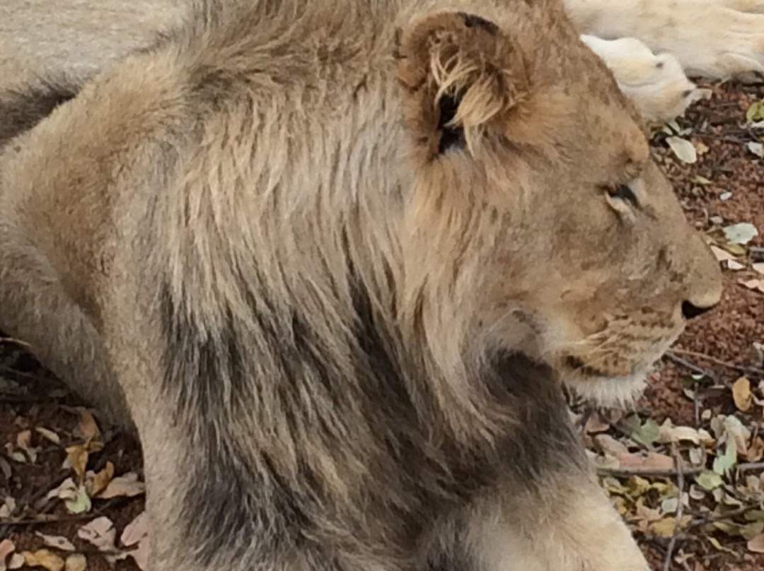 Not For Sissies Tours & Adventures-约翰内斯堡必去景点