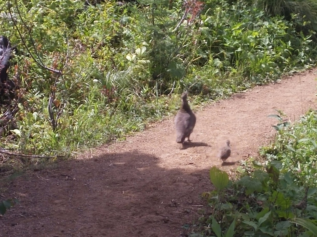 Apgar Lookout Trail-西格拉西尔必去景点