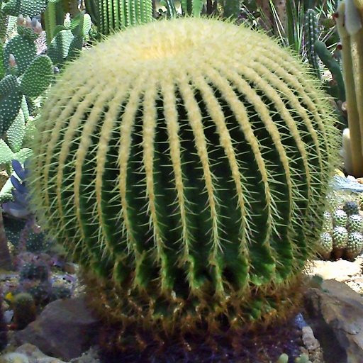 Cacti Pavilion景点图片