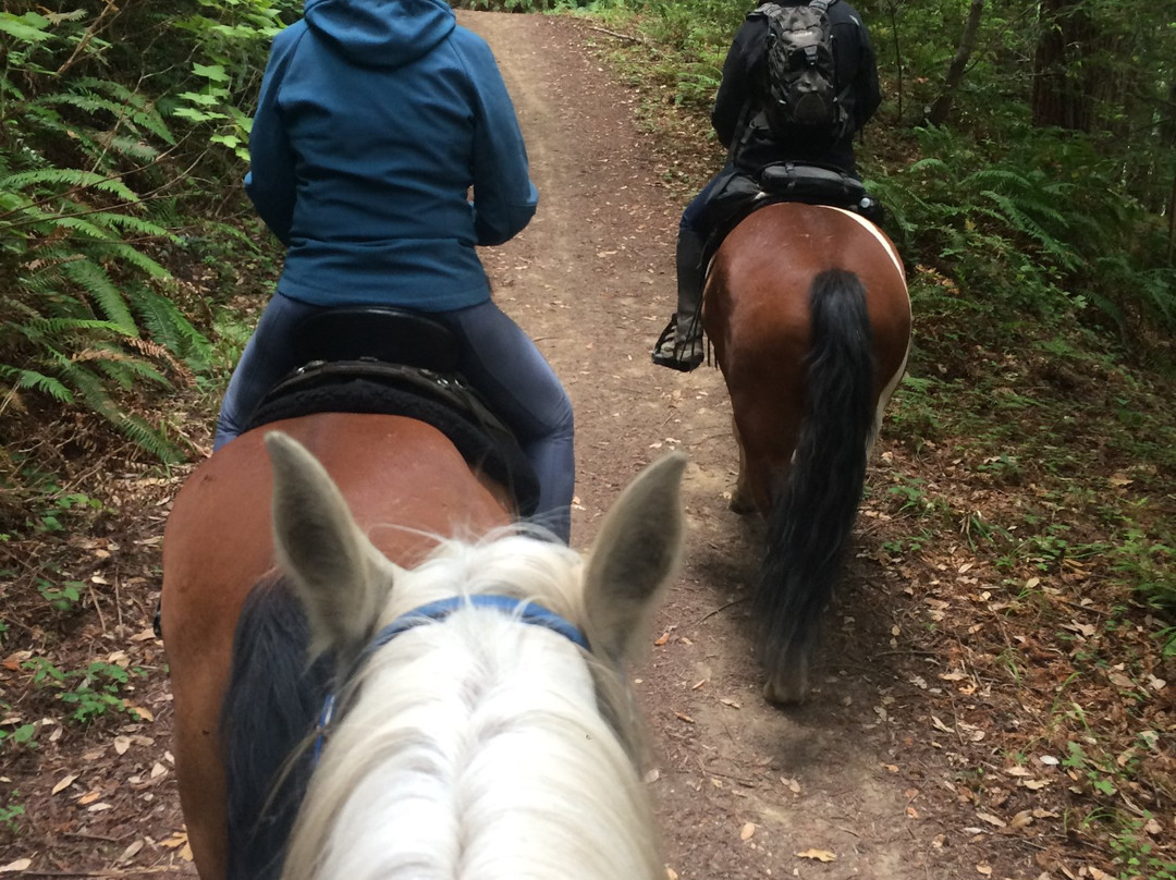 Bay Area Ridge Riders-贝尔蒙特必去景点