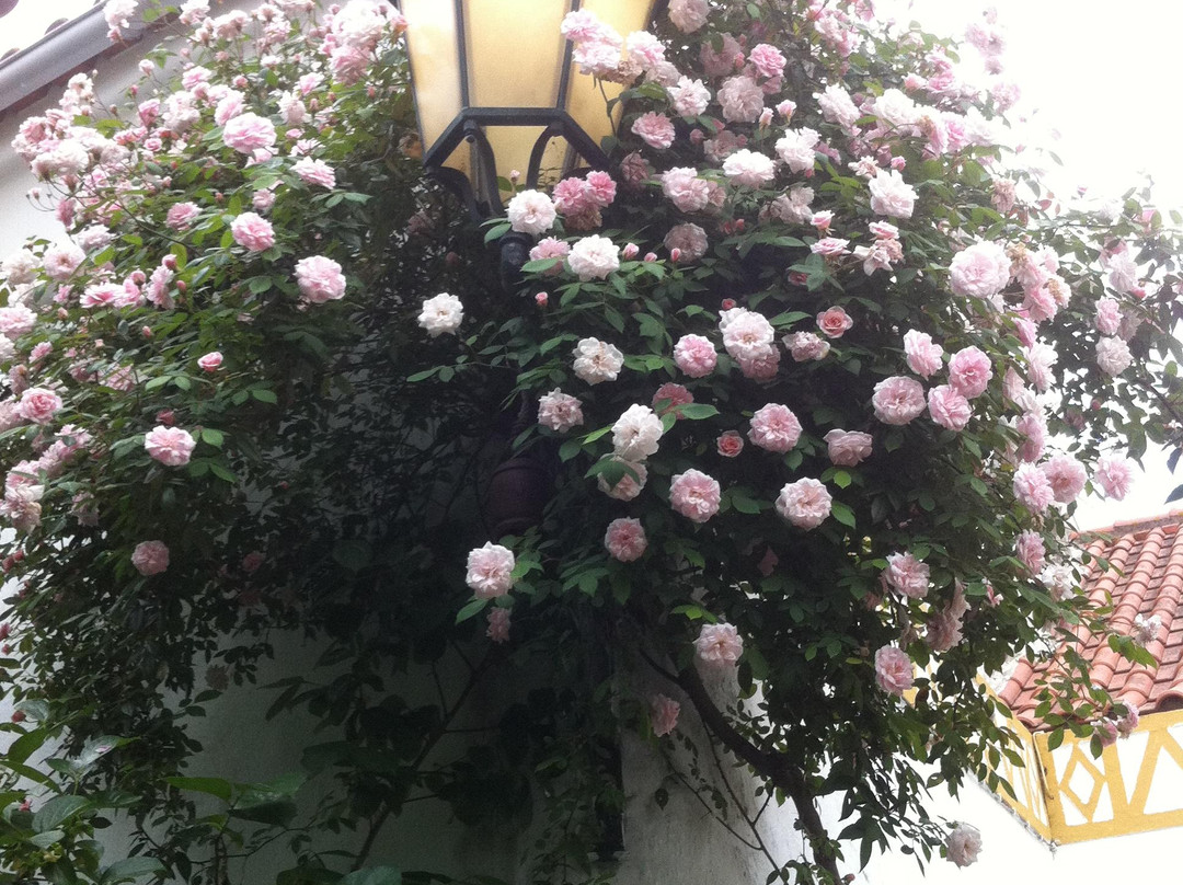 Pátio das Flores e Belavista主图