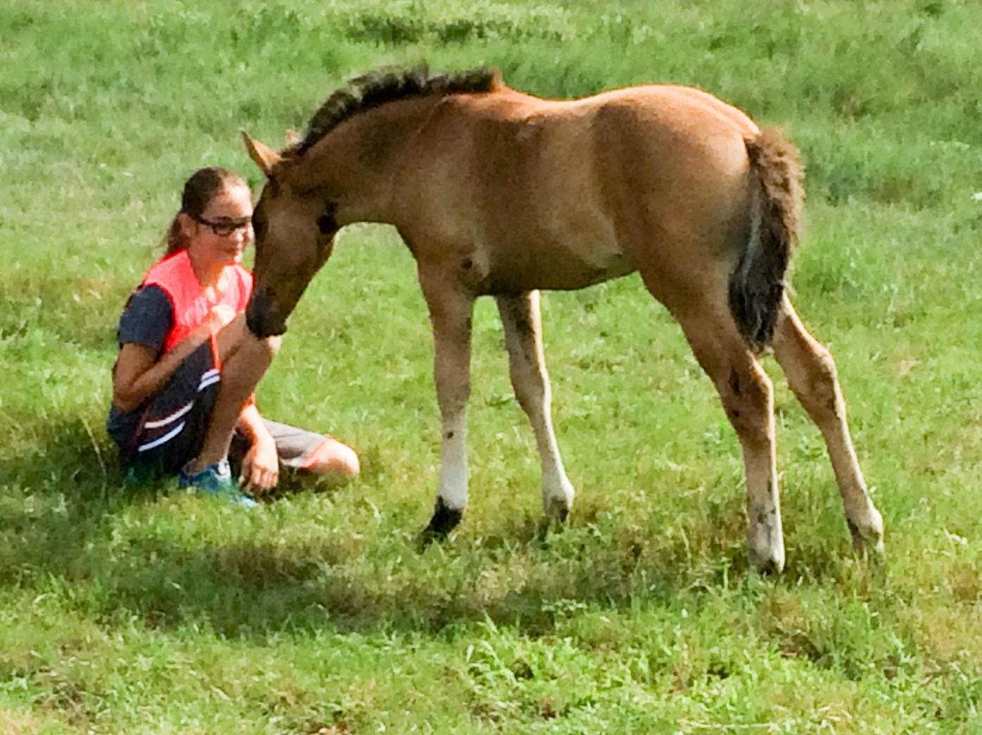 Windcross Conservancy-Buffalo Gap必去景点