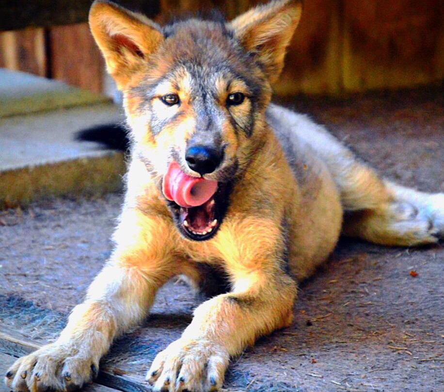 Wolf People-Cocolalla必去景点