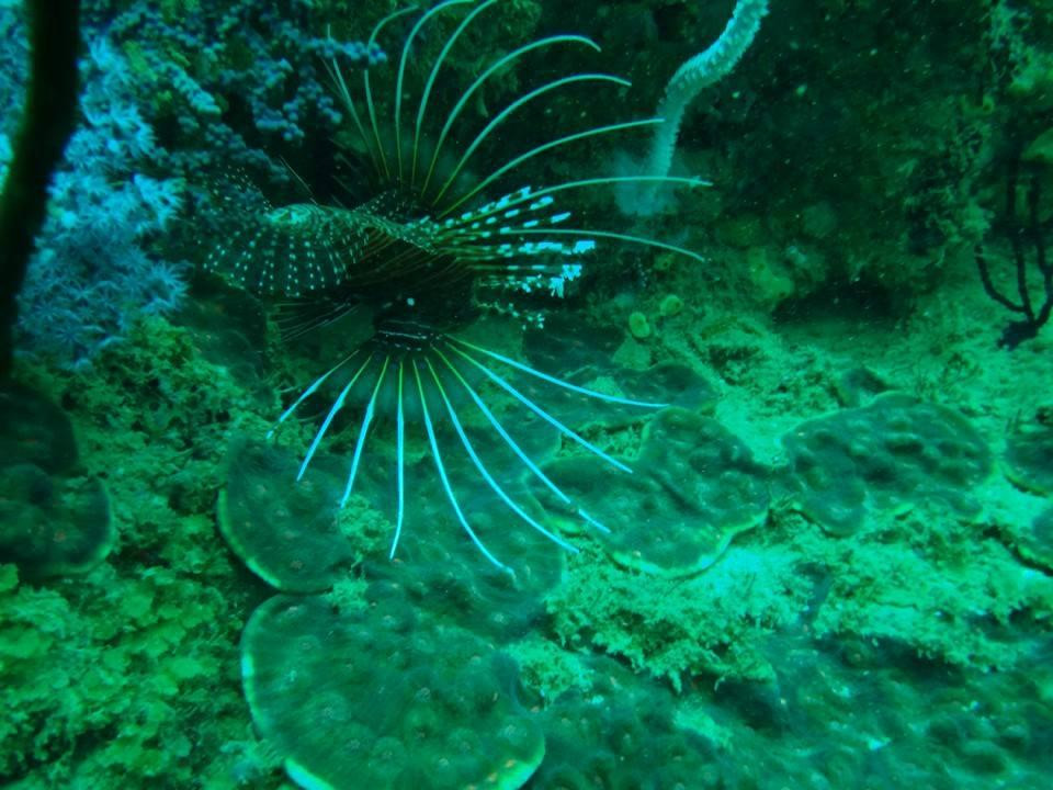 Angel Diving-Trincomalee必去景点