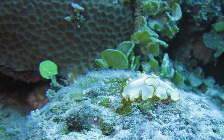 Dive Quirimbas景点图片