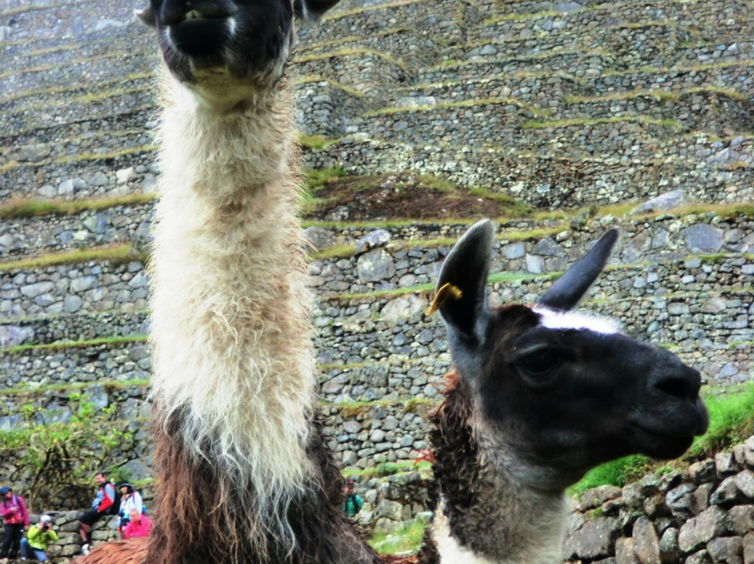 Kondor Path Tours-库斯科必去景点