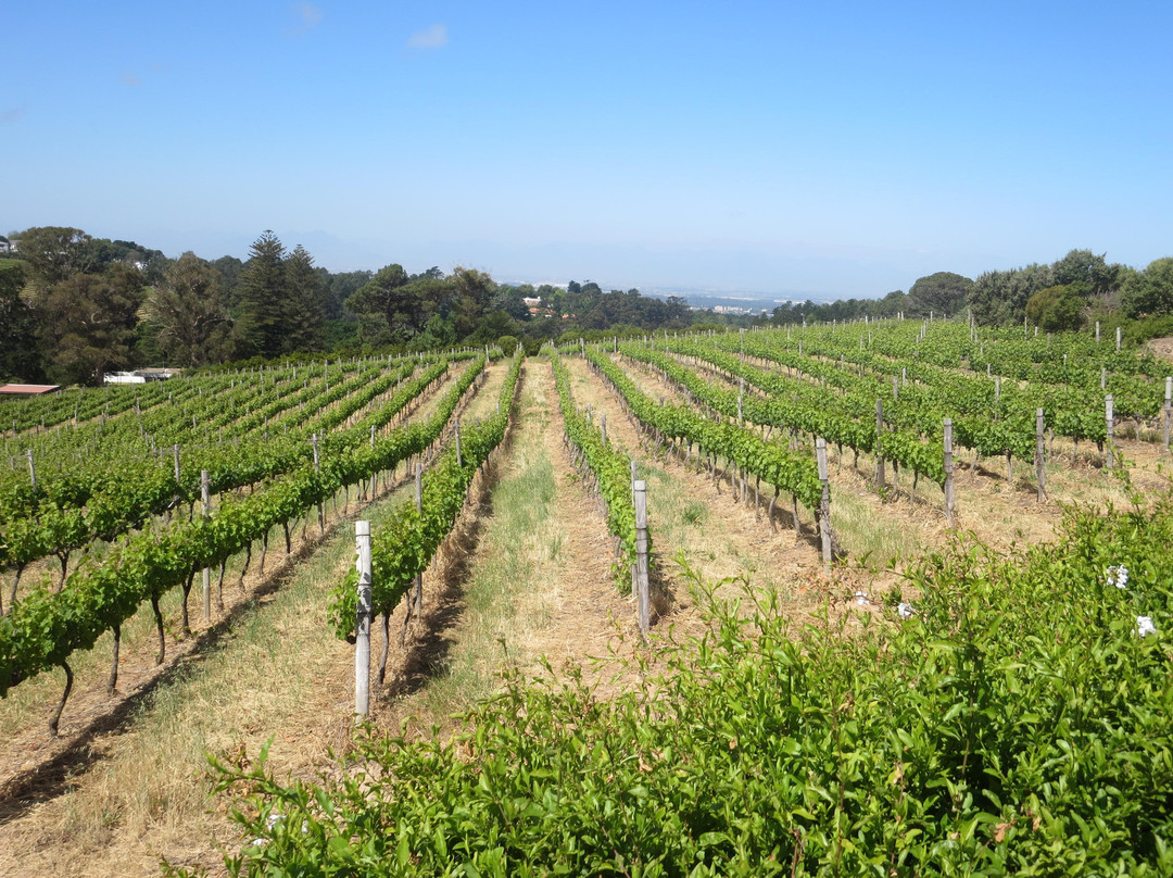 Constantia Glen Winery-康士坦提亚必去景点